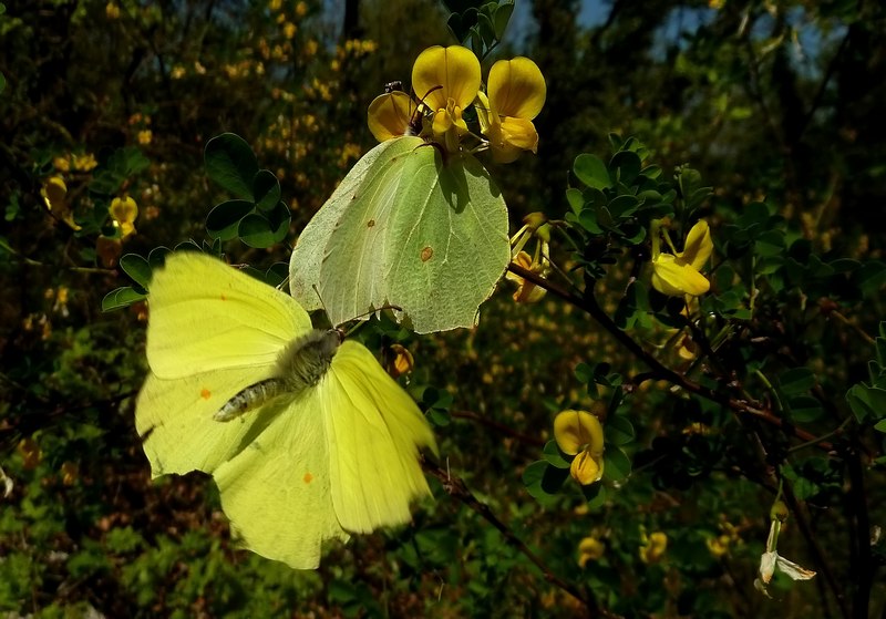 M e F  : foto di coppia